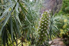 Blume im Barranco de Infierno