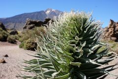 Teide