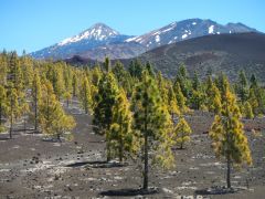 Teide