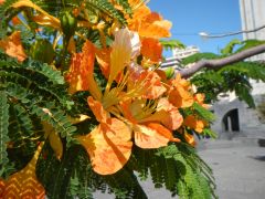 orange Blüten