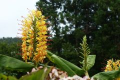 Hedychium Gardnerianum