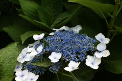 Hortensie