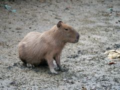 Capybara