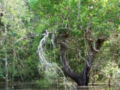 Amazonas Wald