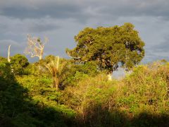 Amazonas Wald