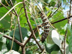 Iguazu Raupe