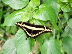 Iguazu Schmetterling