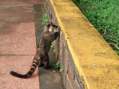 Iguazu Waschbär