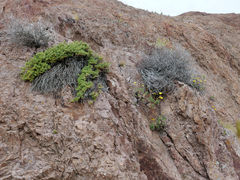 Caleta Horno