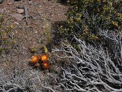 Caleta Horno Kaktus