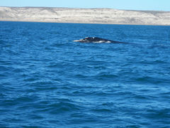 Golfo Nuevo Wal