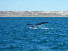 Golfo Nuevo Wal 