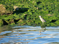 Puerto Deseado Garza bruja (Nachtreiher)