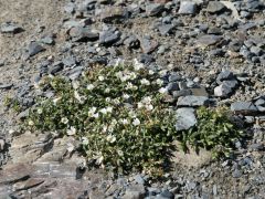 Glaciar Martial Steinblumen