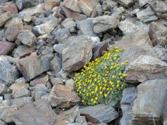 Glaciar Martial Steinblumen