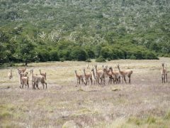 Guanacos