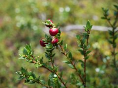 im Nationalpark Tierra del Fuego Chaura Beeren