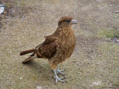 im Nationalpark Tierra del Fuego Falke