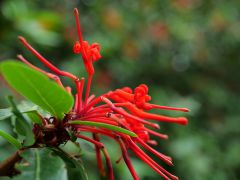 im Nationalpark Tierra del Fuego Notro Blume