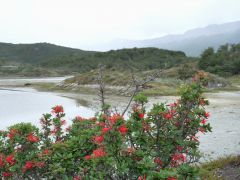 im Nationalpark Tierra del Fuego Notro Busch