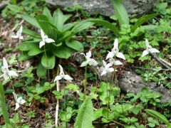 im Nationalpark Tierra del Fuego Palomita Orchidee