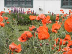 Ushuaia Mohnblumen im Museumgarten