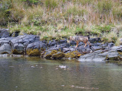 Caleta Akar Fuchs auf seiner Abendtour