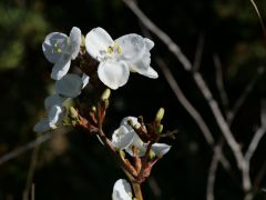 Orchidee auf Chiloé