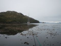 Kelp in der Caleta Luis