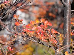 El Chalten Herbstlaub