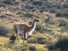 Guanaco