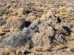 patagonische Steppe