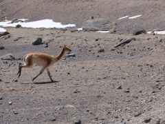 San Pedro rennendes Vicuña