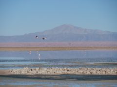 San Pedro Salar de Atacama Flamingos