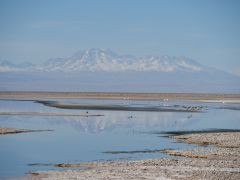 San Pedro Salar de Atacama Flamingos