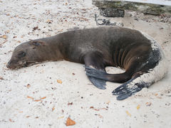 Santa Cruz Tortuga Bay