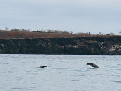 Isla Mosquera