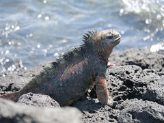 Santa Cruz Cerro Dragon