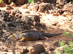 Santa Cruz Cerro Dragon