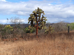 Santa Cruz Cerro Dragon