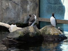 Seward Alaska SeaLife Center