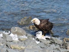 Seward Seeadler