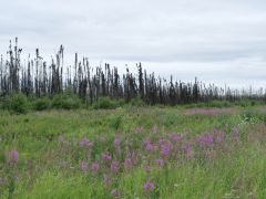 zwischen Anchorage und dem Denali Nationalpark