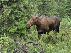 Denali Nationalpark Elchkuh