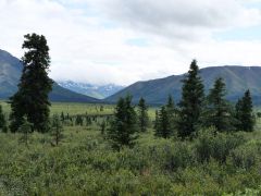 Denali Nationalpark