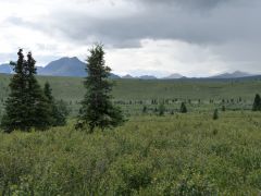 Denali Nationalpark