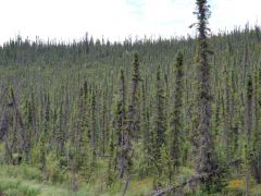 Wrangell Nationalpark