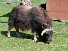 Waldbison Alaska Wildlife Conservation Center