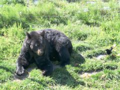 Schwarzbär Alaska Wildlife Conservation Center