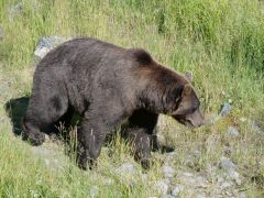 Braunbär Alaska Wildlife Conservation Center